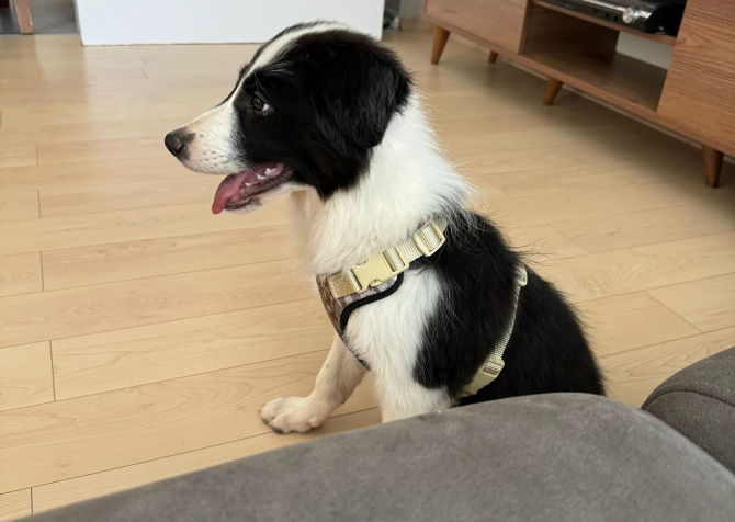 5 aylık b scrli dişi border collie